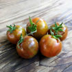 Dark Stripe Multi Flora Mini Dwarf Tomato