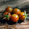 Dark Stripe Multi Flora Mini Dwarf Tomato