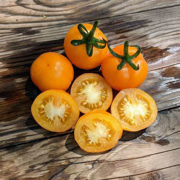 Ola Polka Mini Dwarf Tomato Ola Polka Mini Dwarf Tomato