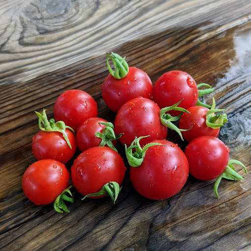 Pendulina Red Bush Tomato