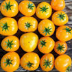 Yellow Brick Road Dwarf Tomato