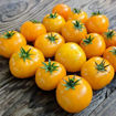 Yellow Brick Road Dwarf Tomato