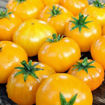 Yellow Brick Road Dwarf Tomato