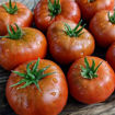 Tasmanian Chocolate Dwarf Tomato