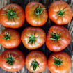 Tasmanian Chocolate Dwarf Tomato