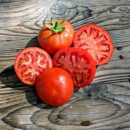 Agata Dwarf Tomato