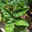 Balkonstar Mini Dwarf Tomato