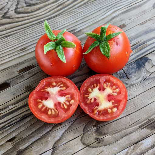 Bogus Fruchta Mini Dwarf Tomato