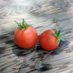 Bogus Fruchta Mini Dwarf Tomato