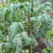 Bunny Hop Mini Dwarf Tomato