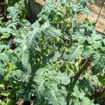 Bunny Hop Mini Dwarf Tomato