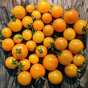 Canary Kiss Mini Dwarf Tomato Canary Kiss Mini Dwarf Tomato