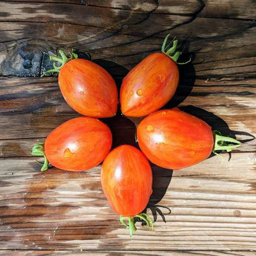 Dynamite Delight Mini Dwarf Tomato