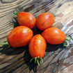 Dynamite Delight Mini Dwarf Tomato