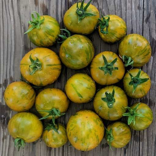 Emerald Flame Mini Dwarf Tomato