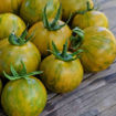 Emerald Flame Mini Dwarf Tomato