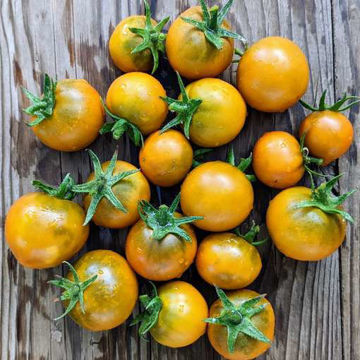 LimeLight Mini Dwarf Tomato LimeLight Mini Dwarf Tomato