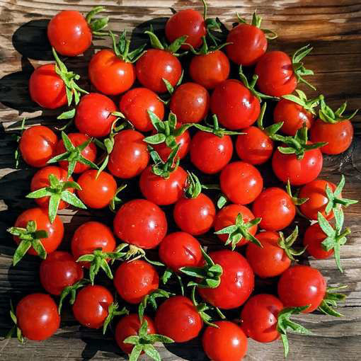 Lukoshko on the Window Mini Dwarf Tomato