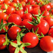 Lukoshko on the Window Mini Dwarf Tomato