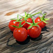 Lukoshko on the Window Mini Dwarf Tomato