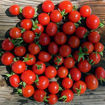 Lukoshko on the Window Mini Dwarf Tomato