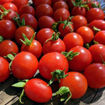 Lukoshko on the Window Mini Dwarf Tomato