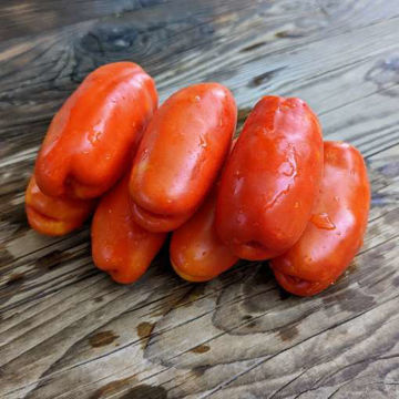 Merry Dwarf Mini Dwarf Tomato Merry Dwarf Mini Dwarf Tomato