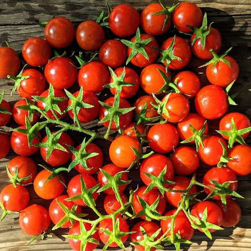 Pugovka Mini Dwarf Tomato