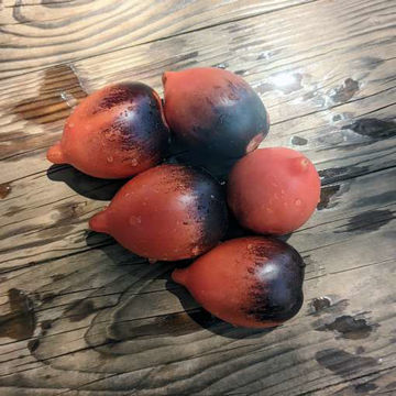 Anne’s Dusky Rose Plum Dwarf Tomato Project Anne’s Dusky Rose Plum Dwarf Tomato Project