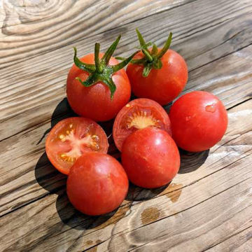 Flashy Ace Dwarf Tomato Project Flashy Ace Dwarf Tomato Project