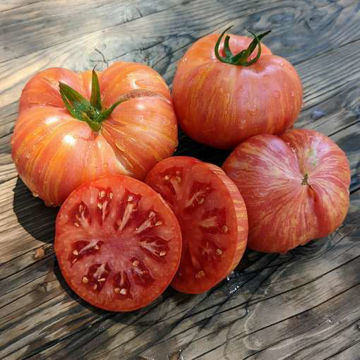 Great Scott Dwarf Tomato Project Great Scott Dwarf Tomato Project