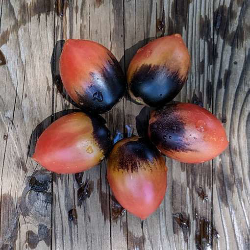 Mochas Cherry Plum Dwarf Tomato Project