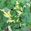 Sandy Stripes Dwarf Tomato Project