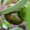 Banded Amazon Dwarf Tomato