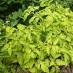 Cherokee Black Tiger Dwarf Tomato