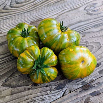 Delta Moss Dwarf Tomato Delta Moss Dwarf Tomato