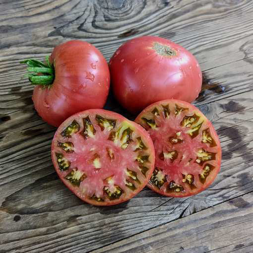 Dwarf Jackass Red Dwarf Tomato