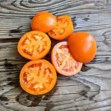 Golden Dwarf Champion NOT Dwarf Tomato Golden Dwarf Champion NOT Dwarf Tomato