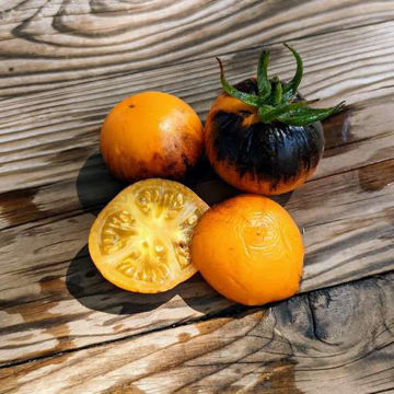 Gondwana Moon Dwarf Tomato Gondwana Moon Dwarf Tomato
