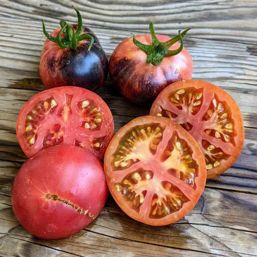 Gondwana Rose Dwarf Tomato