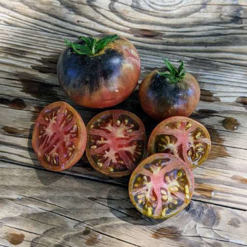 Gondwana Thunder Dwarf Tomato Gondwana Thunder Dwarf Tomato
