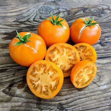 Husky Gold Select Dwarf Tomato Husky Gold Select Dwarf Tomato