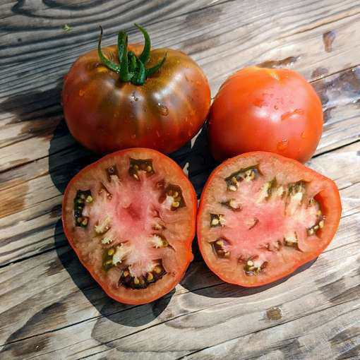 King Aramis Dwarf Tomato