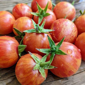 Raspberry Beret Dwarf Tomato Raspberry Beret Dwarf Tomato