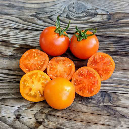 Sweet Satsuma Dwarf Tomato