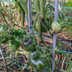 Marsha's Starfighter Beefsteak Tomato