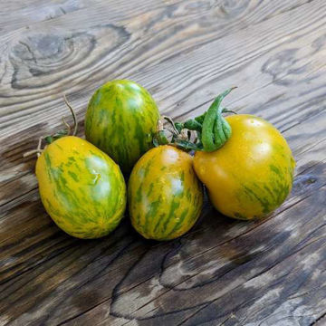 MärchenElf Tomato MärchenElf Tomato