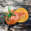 MärchenFrucht Tomato