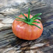 MärchenFrucht Tomato