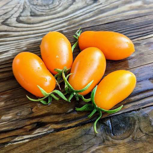 MärchenGold Tomato